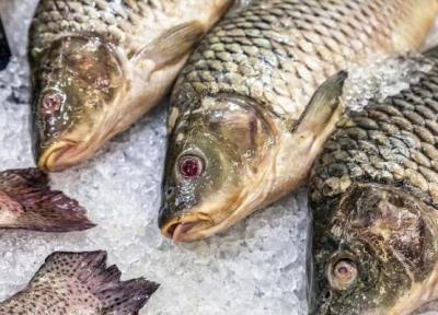 جدیدترین قیمت ماهی قزل آلا و سالمون در بازار ، هرکیلو قزل آلا صادراتی چند دلار است؟