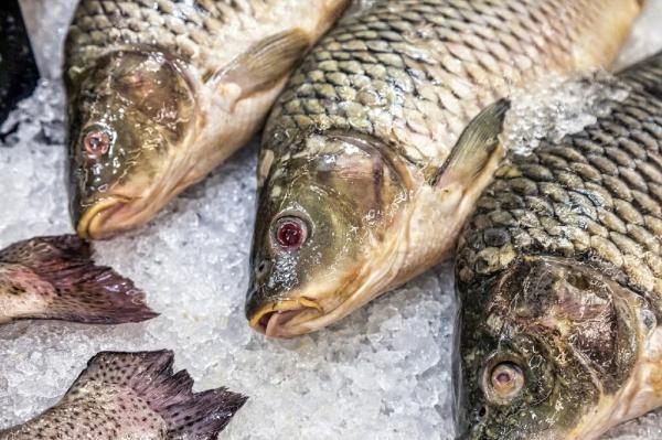 جدیدترین قیمت ماهی قزل آلا و سالمون در بازار ، هرکیلو قزل آلا صادراتی چند دلار است؟