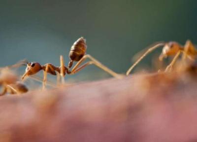 ساخت نسل بعدی ربات ها با الهام از نحوه زندگی مورچه های صحرایی
