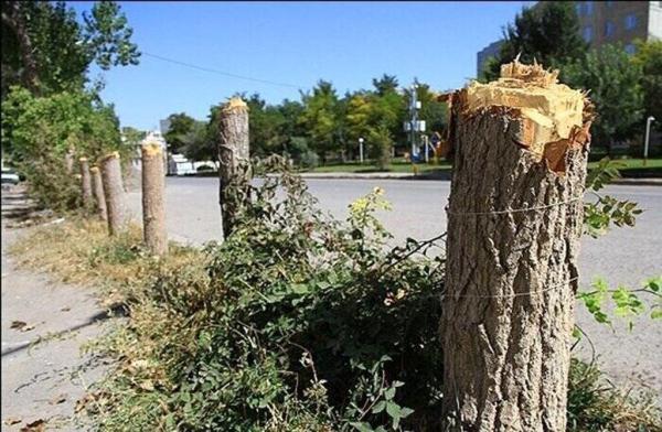 واکنش شهرداری منطقه 3 به تصویر قطع درختان خیابان جردن ، 14 اصله درخت بر اثر پوسیدگی ریشه سقوط کردند