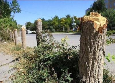 واکنش شهرداری منطقه 3 به تصویر قطع درختان خیابان جردن ، 14 اصله درخت بر اثر پوسیدگی ریشه سقوط کردند