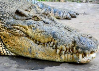 بزرگترین تمساح زنده جهان که تا 8 متر قد می کشد!، فیلم